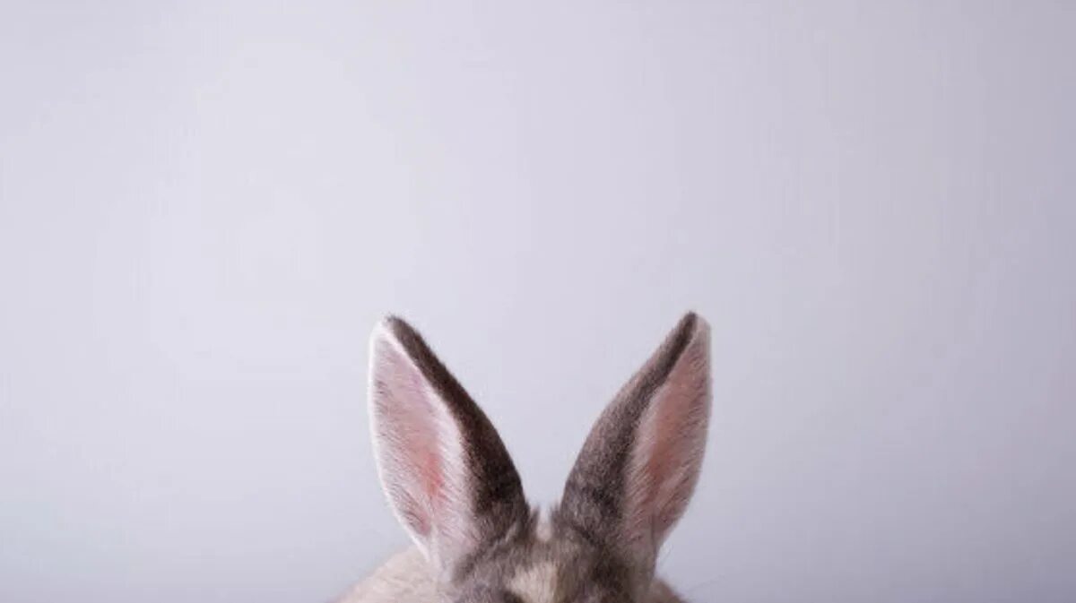 Уши кроличьи. Ушки кролика. Уши зайца. Кролик выглядывает.