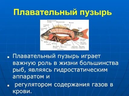 Плавательный пузырь имеется у представителей