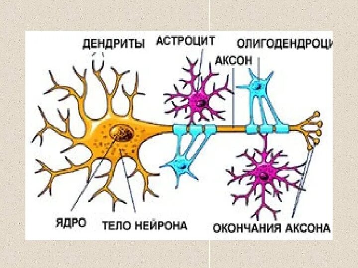 Нервная клетка строение ткани: найдено 82 изображений