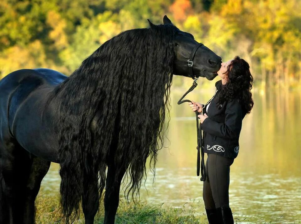 Horses are beautiful. Фредерик Великий Фризская лошадь. Фриз Фризская лошадь.