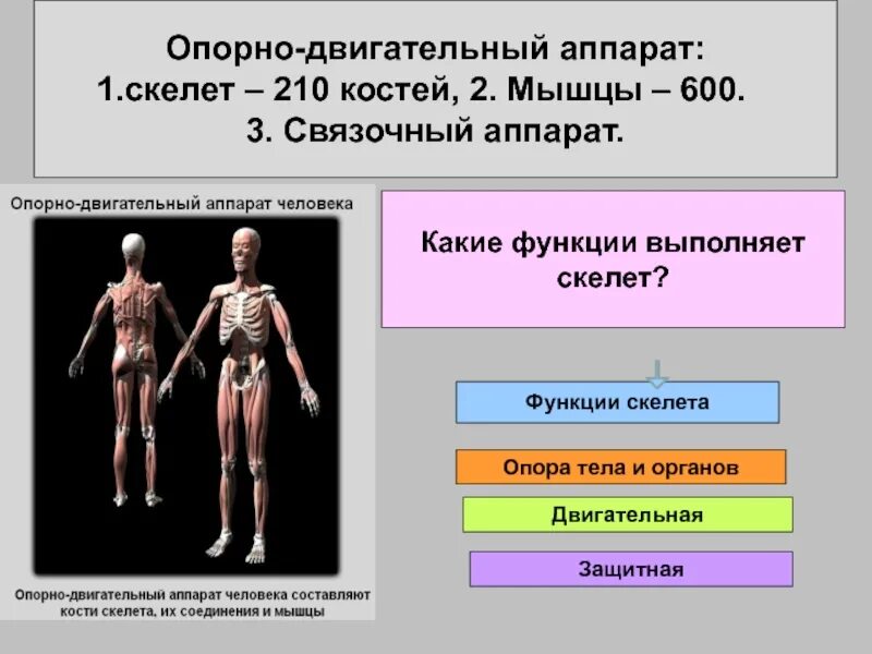 Опорно двигательный аппарат скелет. Опорно двигательная система скелет. Функции опорно-двигательного аппарата. Скелет выполняет выполняет функции.