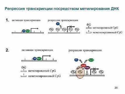 Репрессия транскрипции
