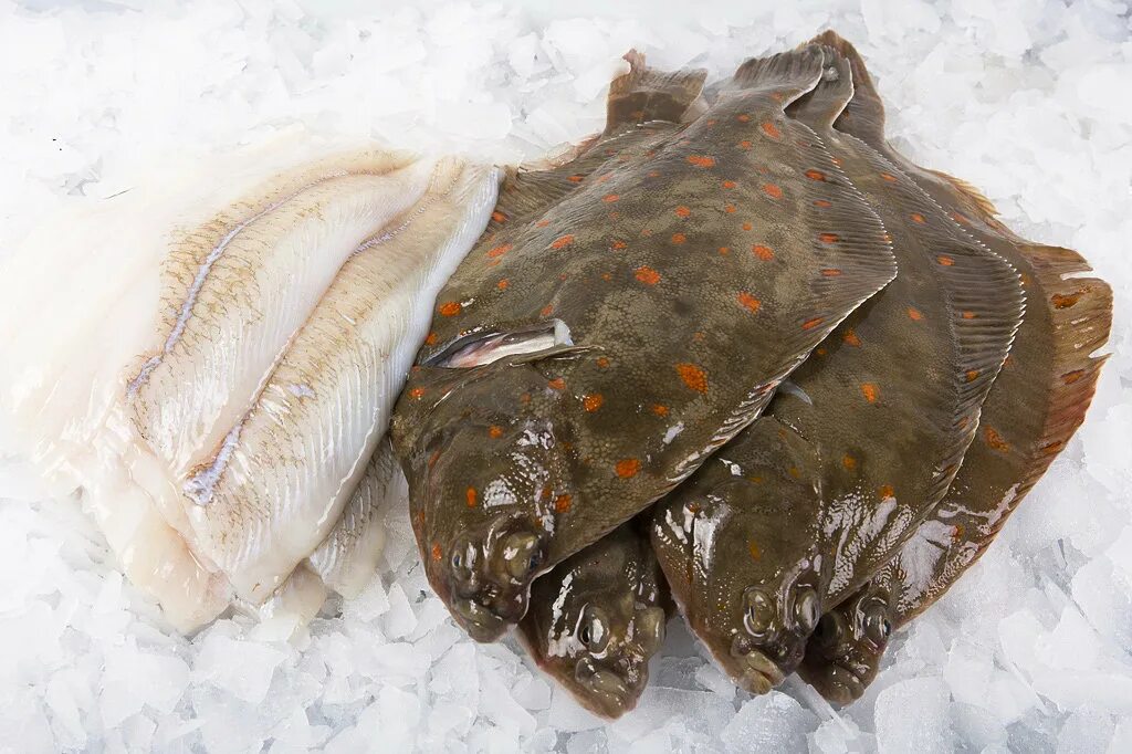 камбала лиманда. желтопёрая камбала камбаловые. камбала свежемороженая неразделанная. камбала желтоперая. желтополосая камбала.