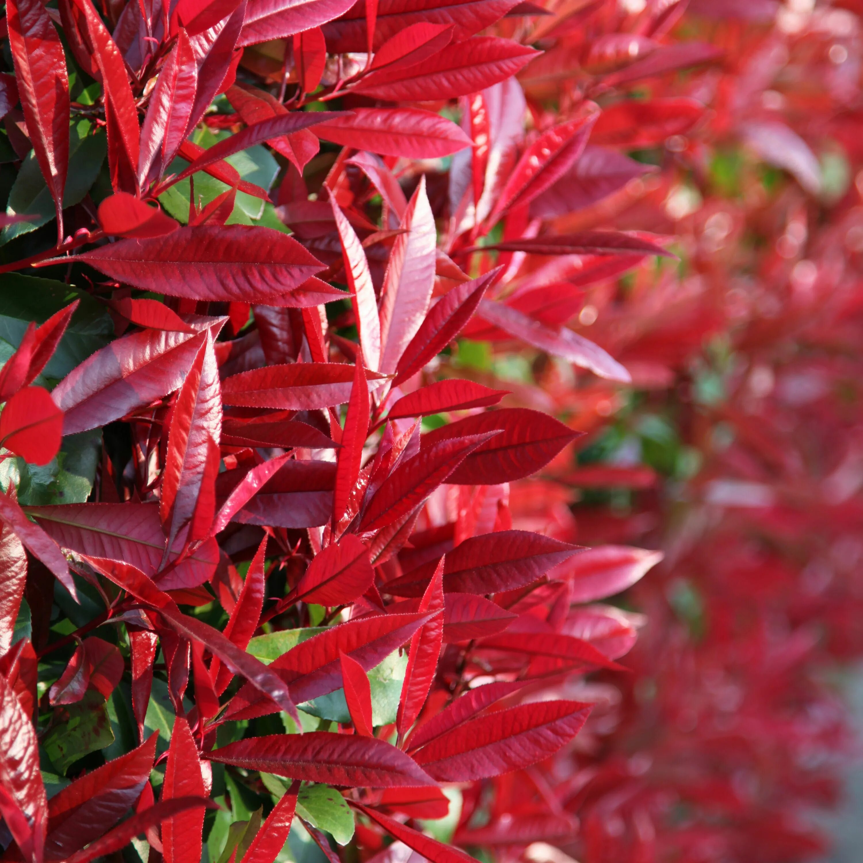 Photinia fraseri red robin. Фотиния кустарник ред робин. Фотиния ред робин. Фотиния fraseri red robin. Фотиния кустарник ред робин.