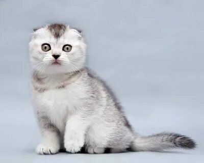 Шиншилла вислоухая