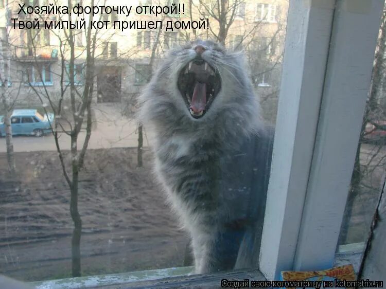 Кот пришел домой. Кот юмор. Орут под окнами коты. Кот стучится в окно. Значение слова форточка