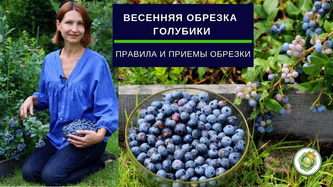 Чем обработать голубику осенью