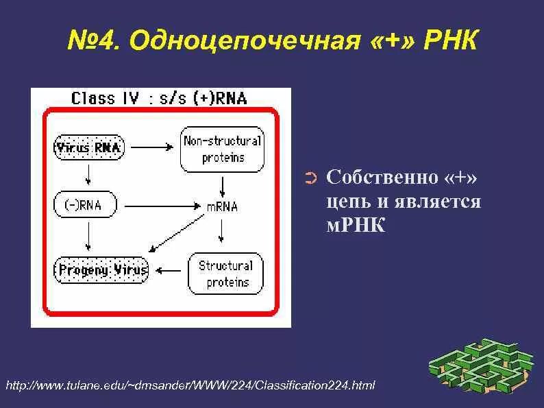 Плюс однонитевые РНК вирусы. Одноцепочечная РНК. Одноцепочечные РНК вирусы. Одноцепочечный РНК-содержащий вирус.