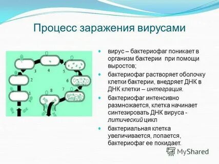 Процесс заражения вирусом