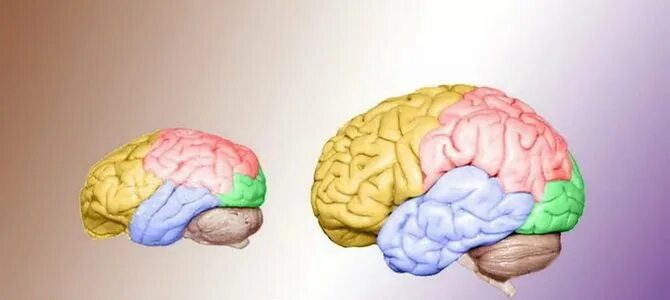 Какой мозг у приматов. Головной мозг обезьяны. Мозг обезьяны строение. Отделы мозга у обезьян. Мозг приматов.