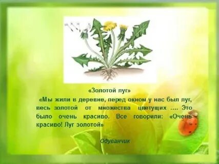 Золотой луг мы жили в деревне