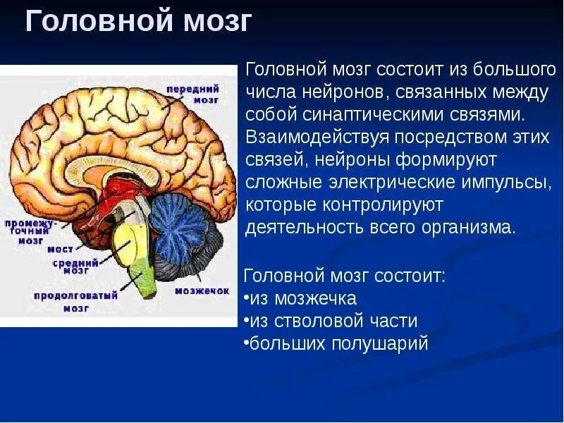 Вопросы по головному мозгу