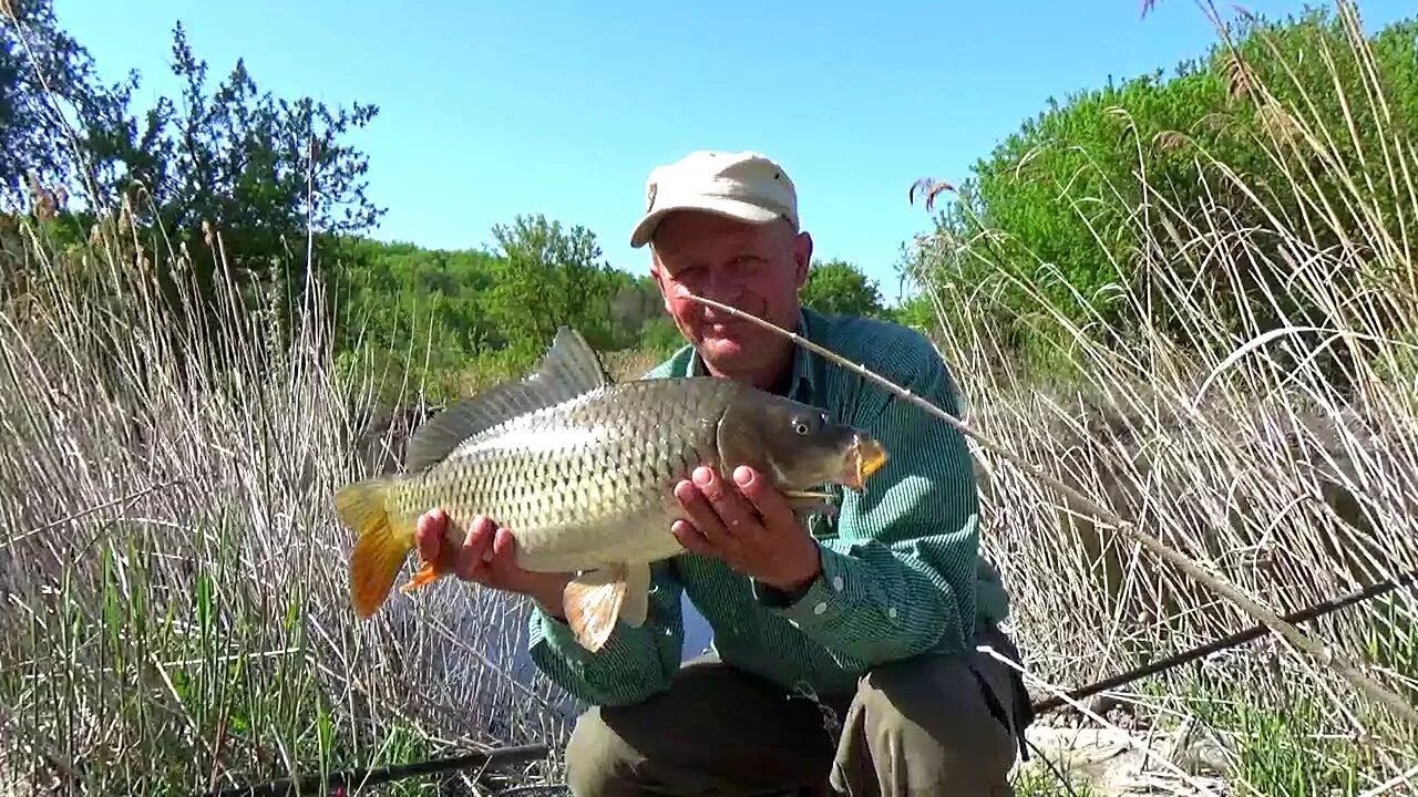 Сазан на дону. Сазан пойманный на донку. Ловля карпа на водохранилище. Ловля крупного сазана. Сазан на дону.