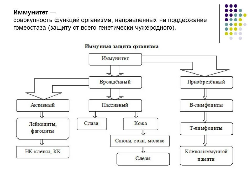 Иммунная система кожи и слизистых оболочек. Иммунитет кожи. Иммунитет человека. Какие клетки отвечают за иммунитет кожи. Коронавирус воздушно капельным путем.