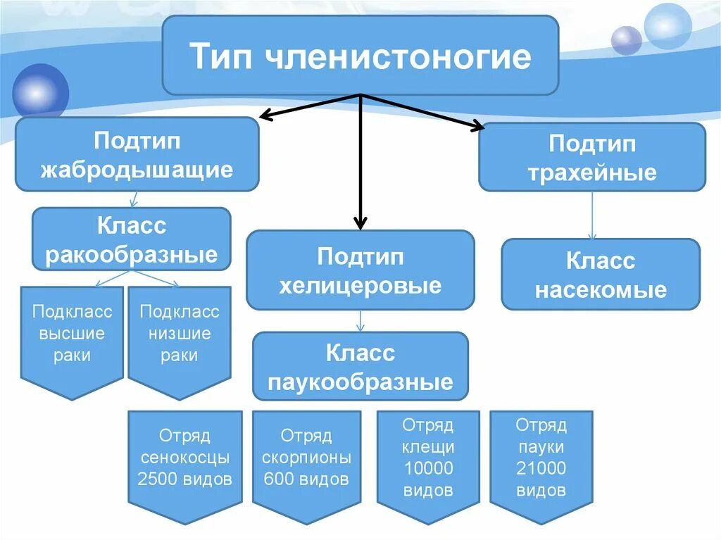 Классификация типа членистоногие. Систематика членистоногих схема. Систематика типа Членистоногие. Схема классификации типа членистоногих. Общая характеристика и классификация членистоногих.