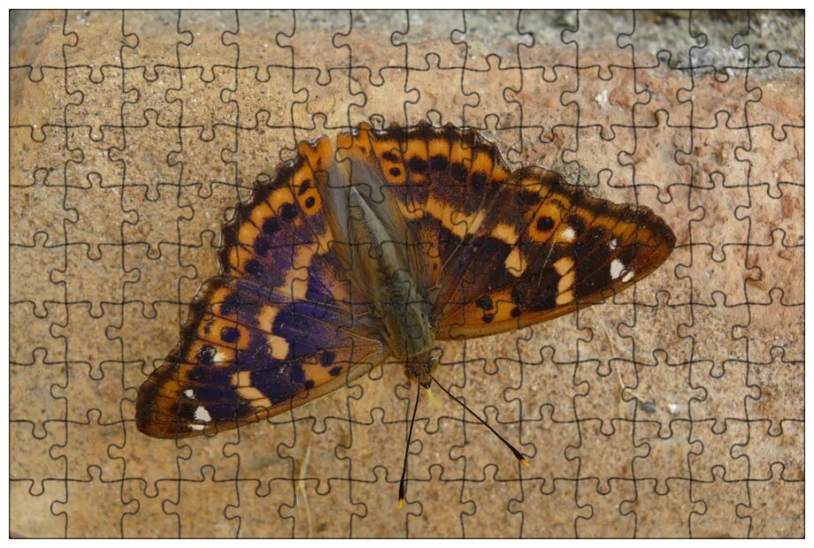 Apatura Ilia Butterfly frame, Butterfly species, Purple emperor