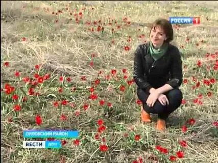 Погода в тюльпанах на 10 дней