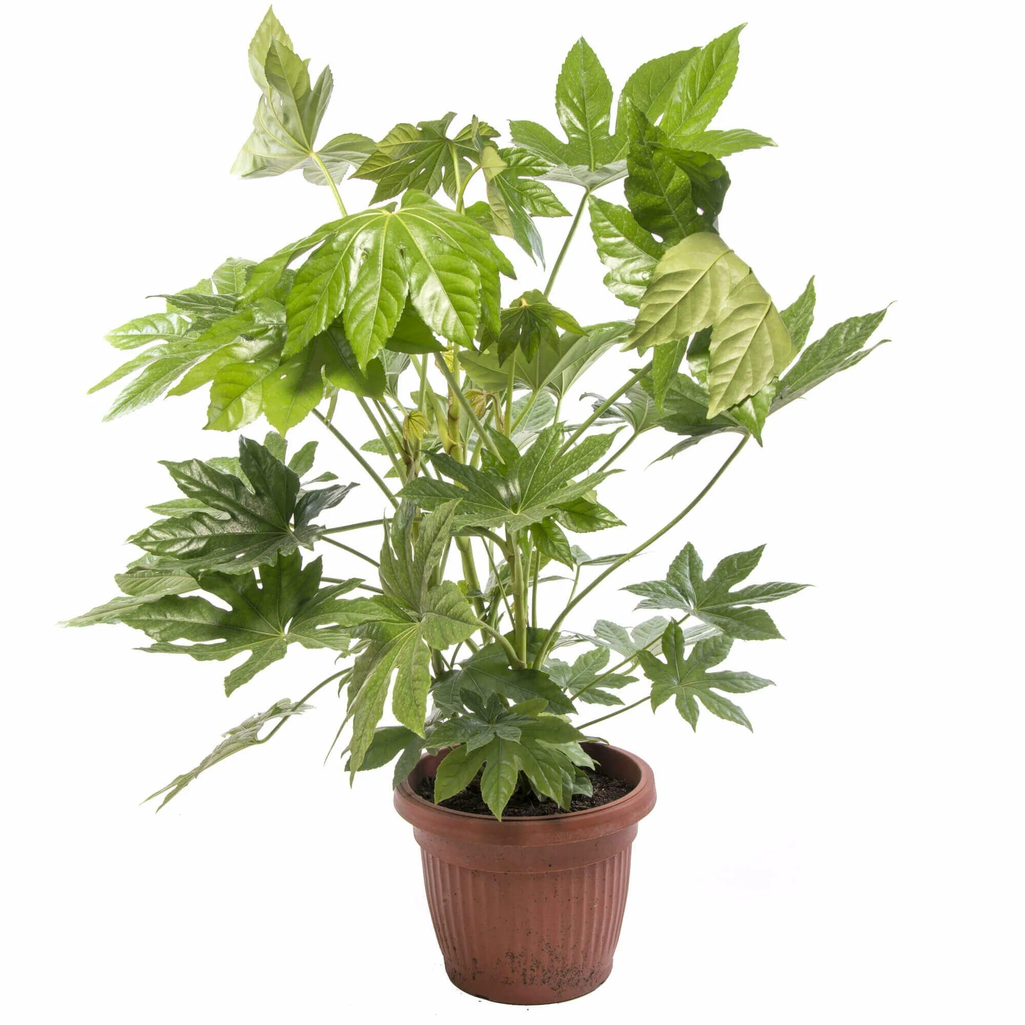 Фатсия japonica 'variegata'. Фатсия многоплодная. Монстера фатсия Кротон. Аралия Японика. Фатсия японская купить