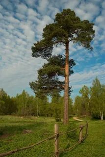 Сосны стоят плотно ратью