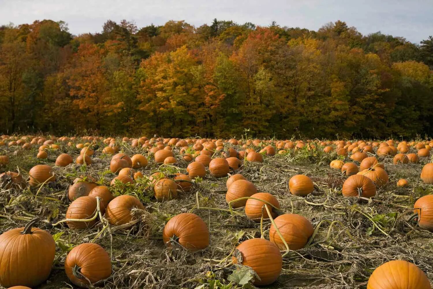 Пампкин патч (Pumpkin Patch). Осень тыквы. Тыква на грядке. Тыквенное поле. Тыква на поле