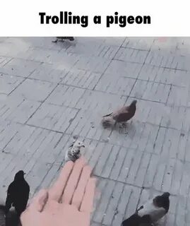Голуби ходят
