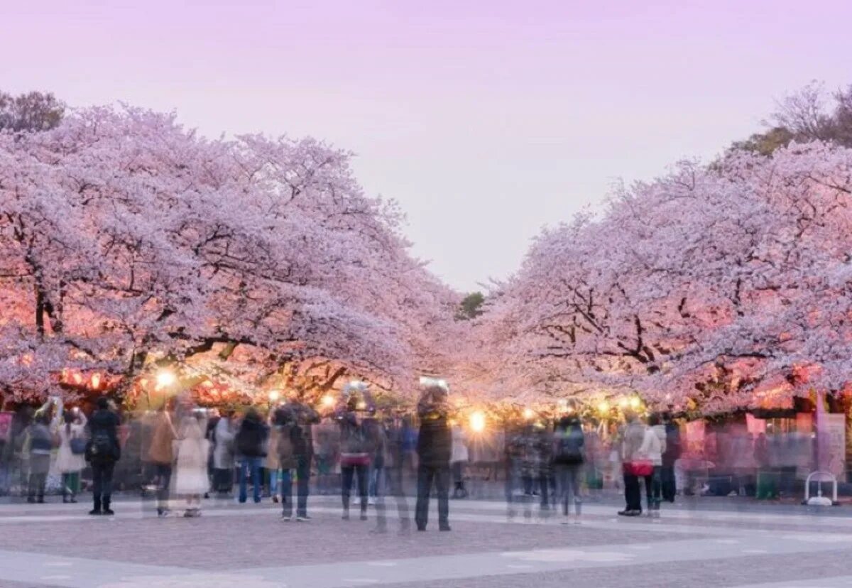 Уено. Парк Уэно в Токио. Парк Уэно Сакура. Цветение Сакуры Уэно. Цветение Сакуры в Токио.