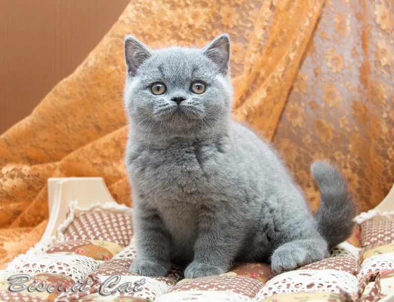 Британская короткошёрстная кошка котята. Британская короткошерстная. Британские прямоухие кошки. Голубой британец кот. Сколько стоит кошечка