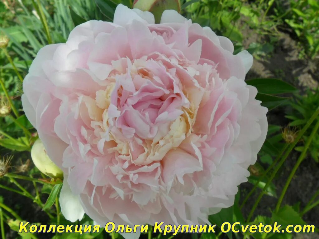 Пион миртл. Пион Миртл Джентри. Пион молочноцветковый Вог. Пион молочноцветковый Myrtle Gentry. Пион Vogue.