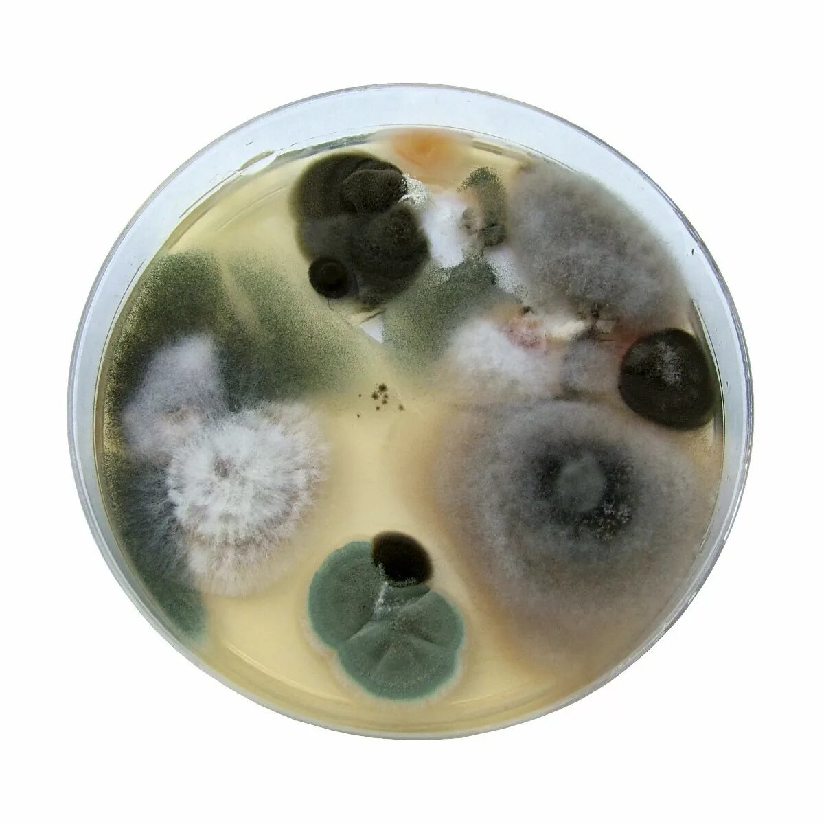 Пенициллиум хризогенум. Плесневые бактерии. Плесень на прозрачном фоне. Плесневые бактерии. Плесневые грибы пенициллин.