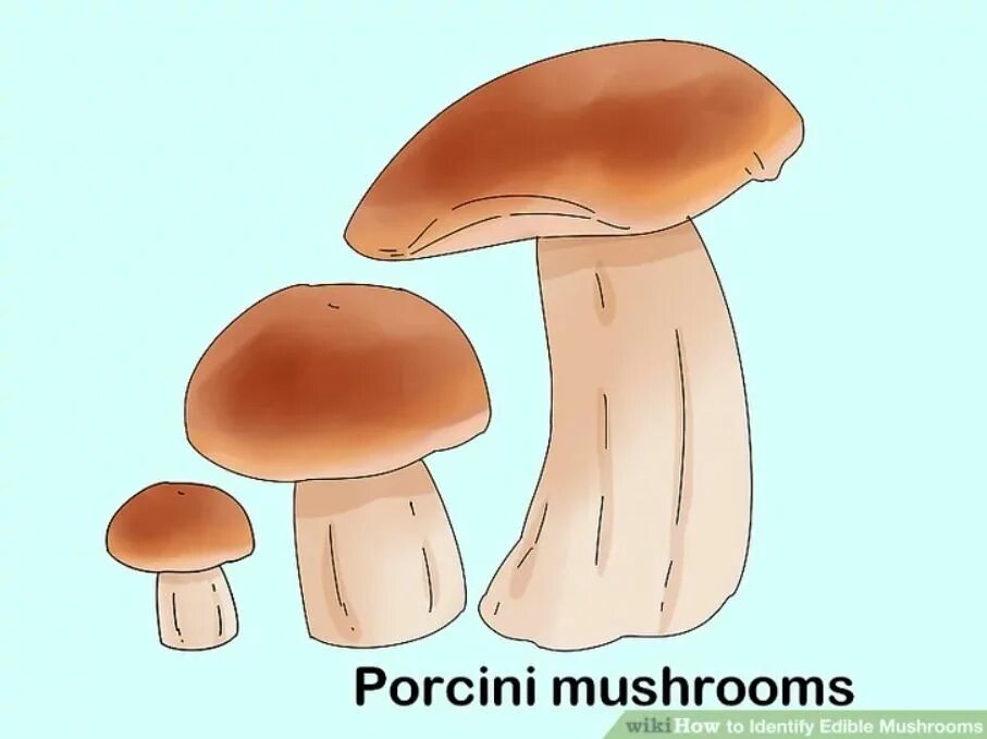 Назови 3 гриба. Грибы разной величины. Большой и маленький гриб. Грибы по величине. Рисунки разных грибов для детей.