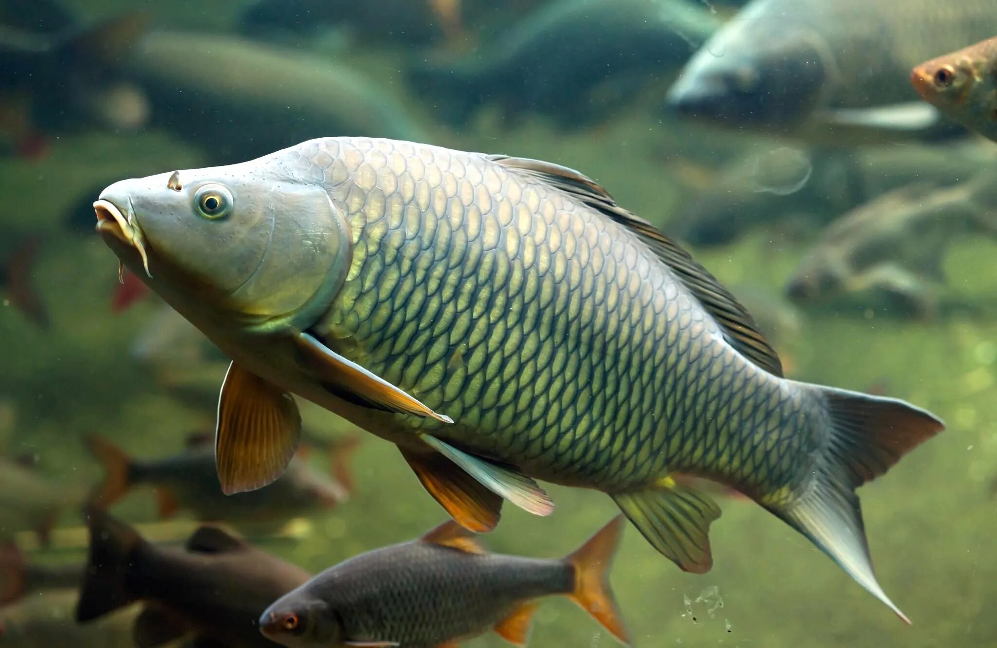 Сазан (Cyprinus Carpio). Карп обыкновенный – Cyprinus Carpio. Сазан (= Карп обыкновенный) – Cyprinus Carpio. Краснуха карпа (аэромоноз). Сазан виды рыбы