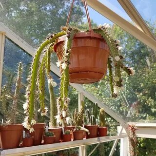 Easy plants