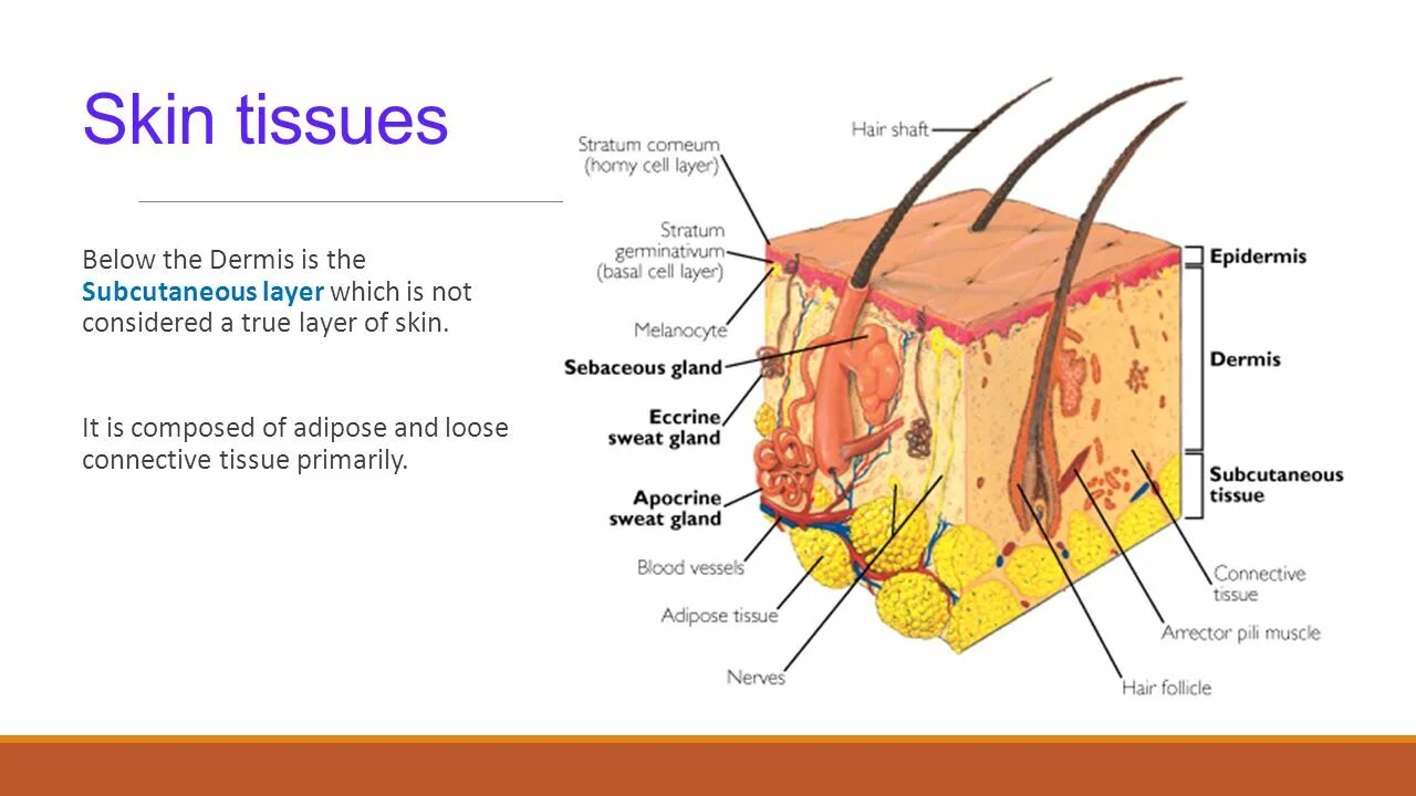 Some type of skin. Skin Types. Skin structure subcutaneous Tissue.