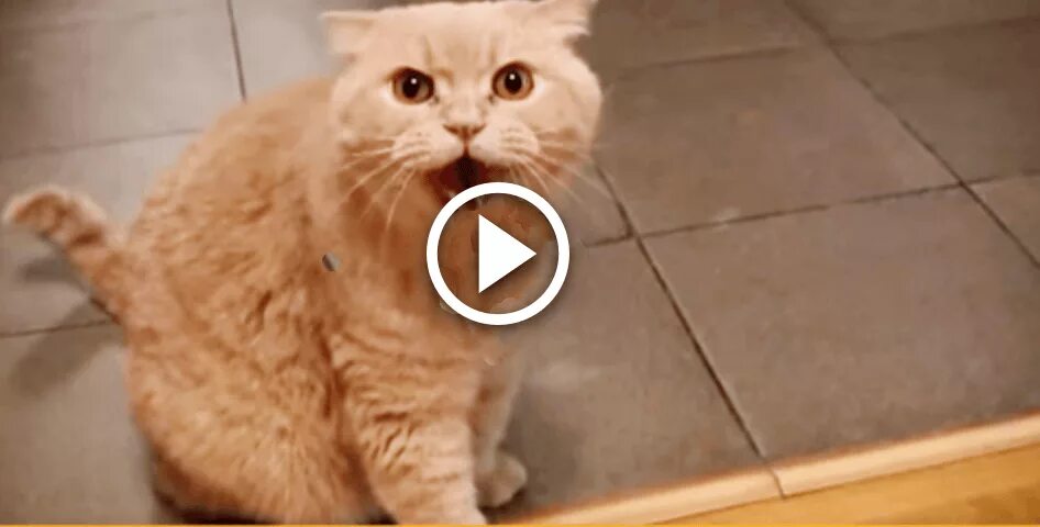 Кошка марсик. Кабачок неси котик. Коты марсик и вася. Принес домой кота. Барсик марсик и сын.