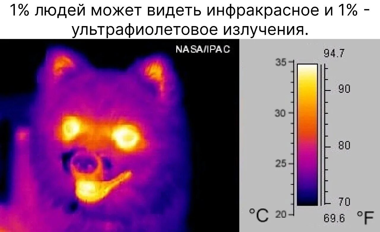 Тепловизор цвета. Инфракрасное излучение термография. Тепловизор изображение. Инфракрасное излучение тепловизор. Температура на тепловизоре.