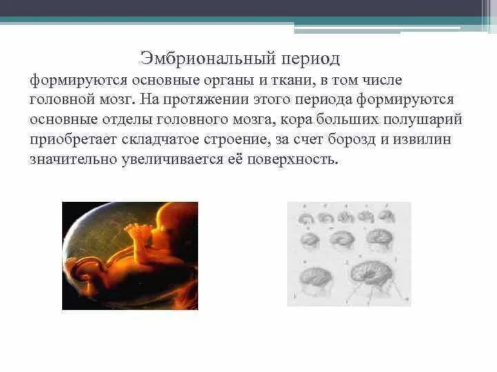 Эмбриональное развитие человека в основном. Эмбриональный период. Эмбриональное развитие таблица. Эмбриональный период развития животных. Периодизация эмбрионального развития человека.