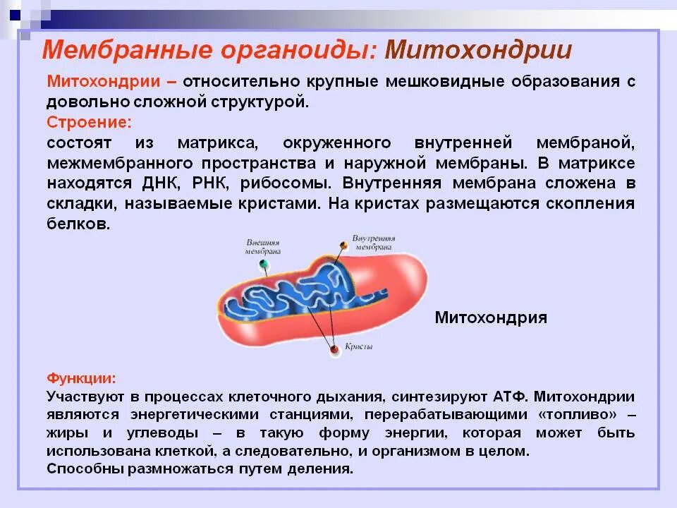 Строение ядра митохондрии. Органоиды митохондрии строение и функции. Функции органелл митохондрии. Митохондрии строение органоида. Структура органоидов митохондрия.