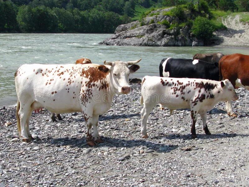 Алтайская корова купить. Алтайские коровы. Коровы на Алтае. Породы коров на Алтае. Коричневая корова.