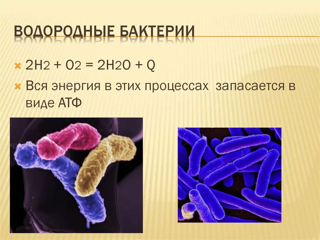 К хемосинтезирующим бактериям относят. Водородные бактерии хемосинтетики. Водородобактерии хемосинтез. Водородные бактерии хемотрофы. Водород бактерии.