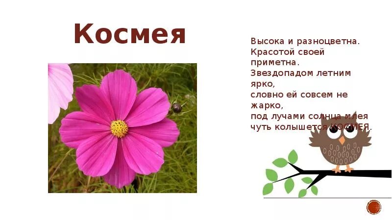 Бутоны космеи. Анемона sylphide. Пион тонколистный воронец. Космея atrosanguineus. Строение цвтеток.