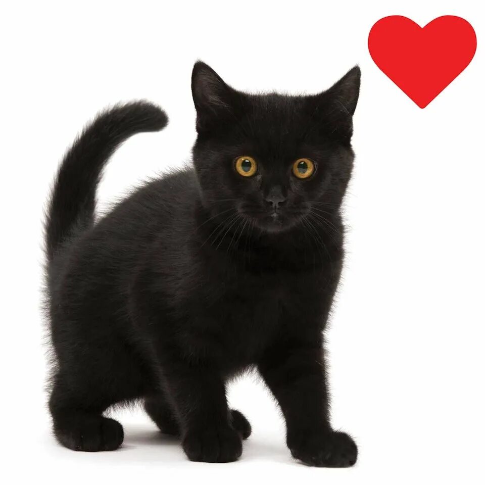 Черный котик на белом фоне. Кошка на белом фоне. Черный котик на белом фоне. Кошка на белом фоне. Черный котик на белом фоне.
