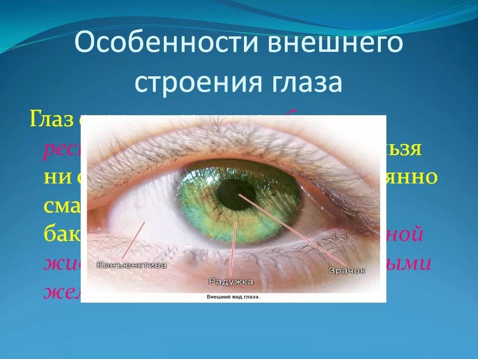 строение глаза спереди. особенности внешнего строения глаза. особенности внешнего строения глаза. глаз строение глаза человека и функции. строение глаза человека схема.