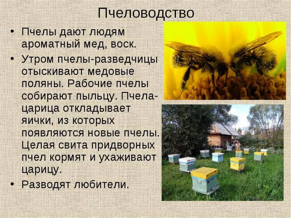 Пчеловодства 4