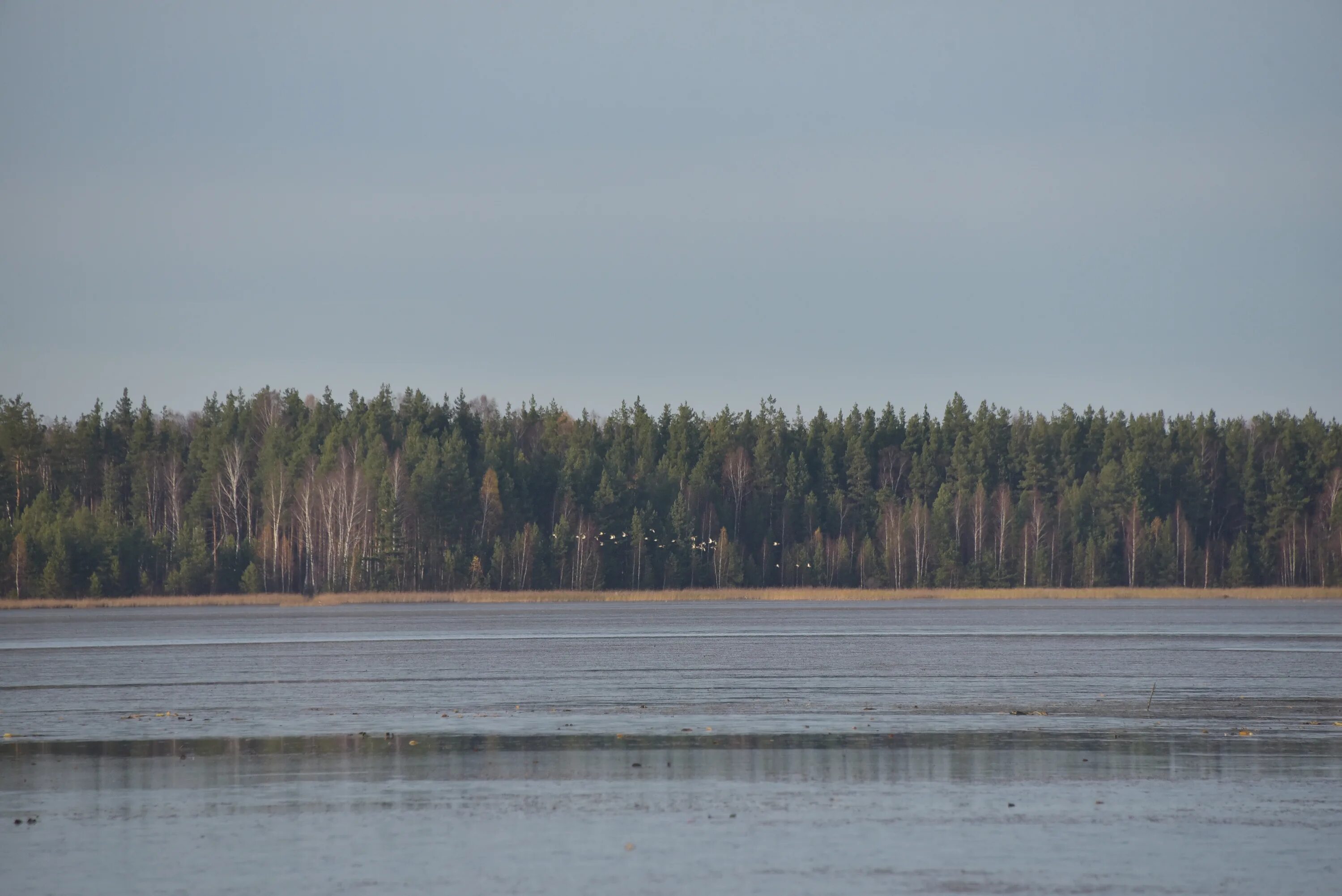 Пырское озеро Нижегородская. Пырское озеро Дзержинск. Озеро Утрех Нижегородской области. Самое крупное озеро в Нижегородской области. Ук озеро нижний