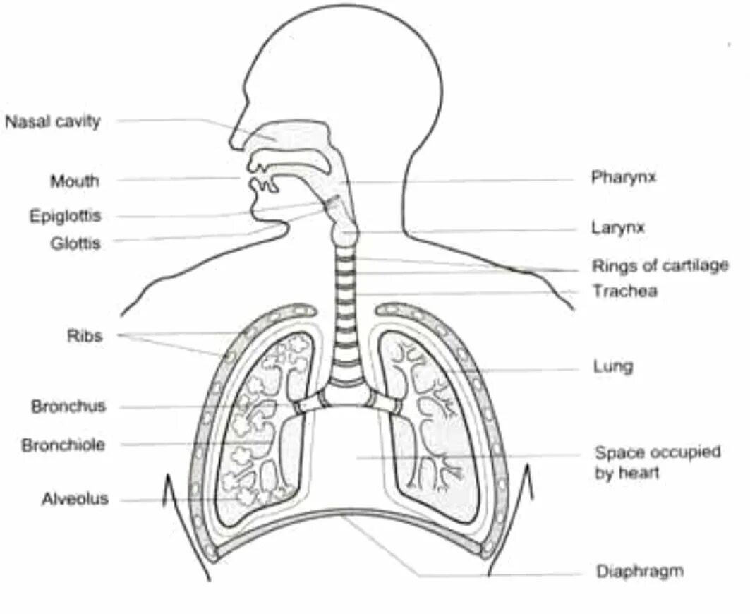 Дыхательная латынь. Дыхательная система человека. Дыхательная система человека схема. Схема органов дыхания человека. Строение дыхательной системы человека рисунок.