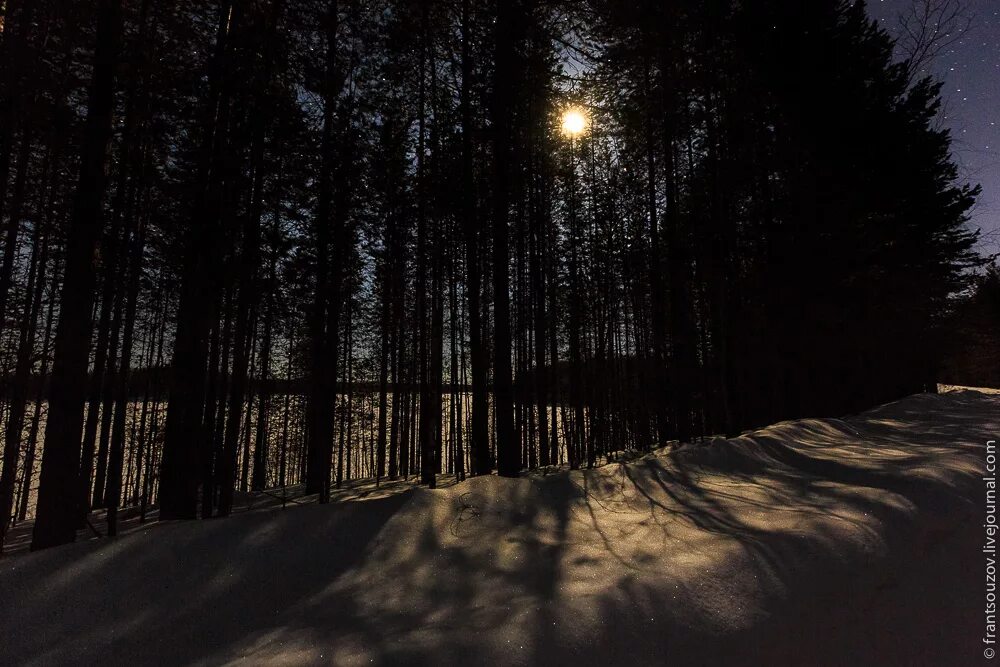 Ночью в лесу 3 класс. Прогулка по ночному лесу. Лес ночью фото. Кунеевский лес ночь. Ночной лес Россия.