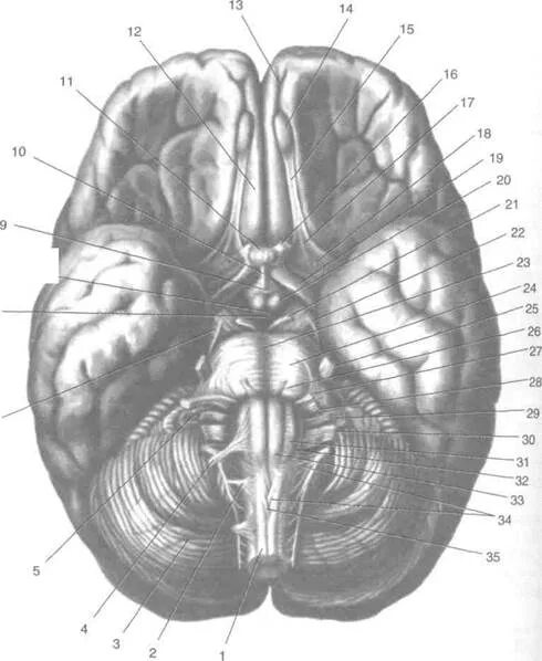 Нижняя поверхность мозга. Топографическая анатомия головного мозга. Базилярная поверхность мозга. Базальная поверхность мозга.