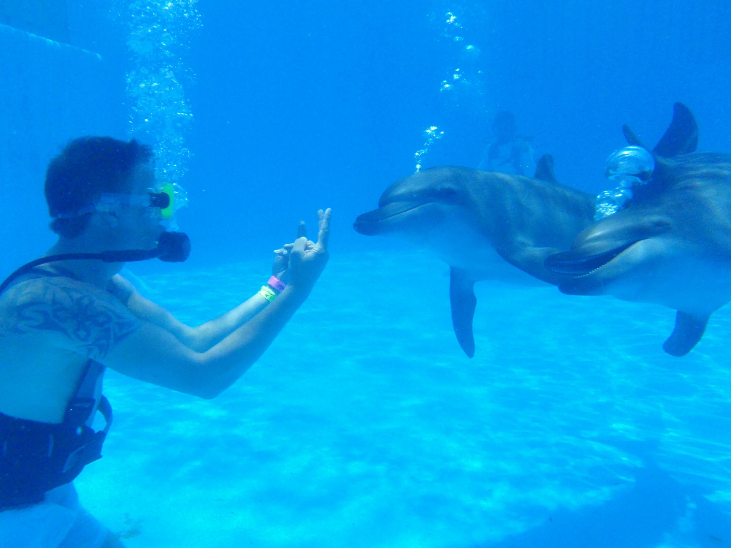 Experience amazing. Dolphin. Dolphin Trainer. Dolphin Dive. Dolphins amazing experience.