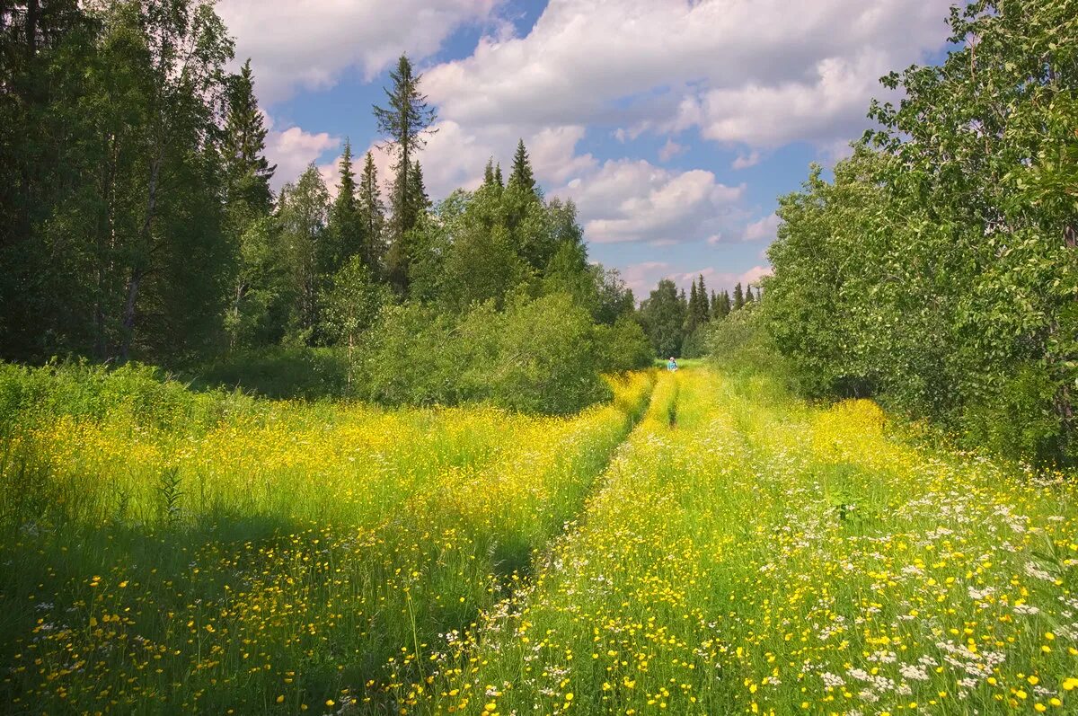 Зеленые перелески. Природа Южного Урала Солнечная Поляна. Лето в лесу. Летний пейзаж. Лесная Поляна.