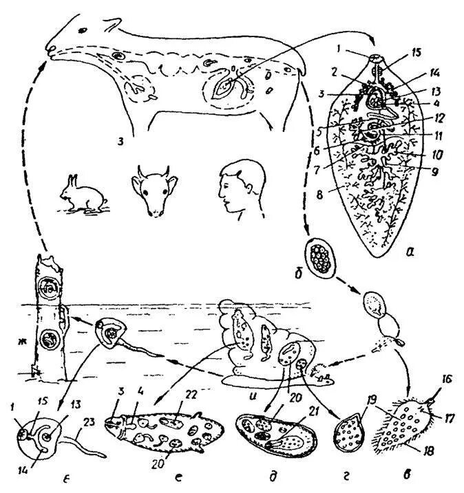 Жизненный цикл печеночного сосальщика. Цикл развития фасциолы печеночной. Фасциола жизненный цикл. Цикл развития фасциолы схема. Выделение сосальщиков